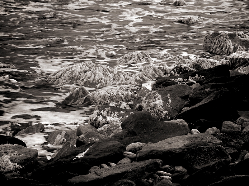 Seaweed and Surf 1 Narragansett, RI � Dave Hickey